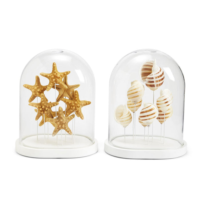 Oval Shell in Dome Set of 2
